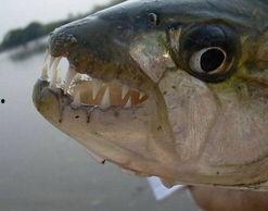 热点爆料鱼儿的视频,热点爆料视频带你探秘水下世界  第2张 热点爆料鱼儿的视频,热点爆料视频带你探秘水下世界  第2张