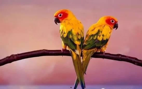 搞笑鹦鹉爆料视频下载大全,笑料百出,欢乐无限  第2张 搞笑鹦鹉爆料视频下载大全,笑料百出,欢乐无限  第2张