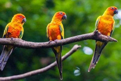 搞笑鹦鹉爆料视频下载大全,笑料百出,欢乐无限  第3张 搞笑鹦鹉爆料视频下载大全,笑料百出,欢乐无限  第3张