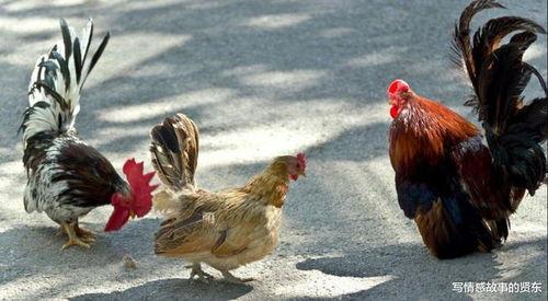 福清鸡哥爆料视频大全集,揭秘背后真相与精彩瞬间  第2张 福清鸡哥爆料视频大全集,揭秘背后真相与精彩瞬间  第2张