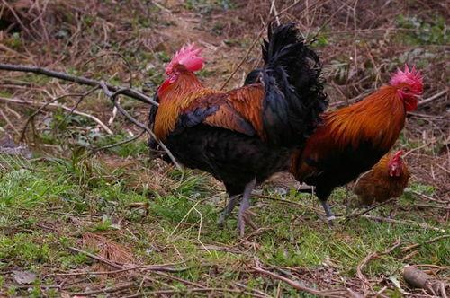 福清鸡哥爆料视频大全集,揭秘背后真相与精彩瞬间  第3张 福清鸡哥爆料视频大全集,揭秘背后真相与精彩瞬间  第3张