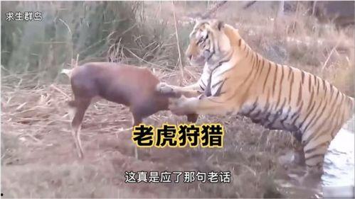 王老虎被爆料视频播放下载,播放下载量激增背后的真相揭秘  第2张 王老虎被爆料视频播放下载,播放下载量激增背后的真相揭秘  第2张