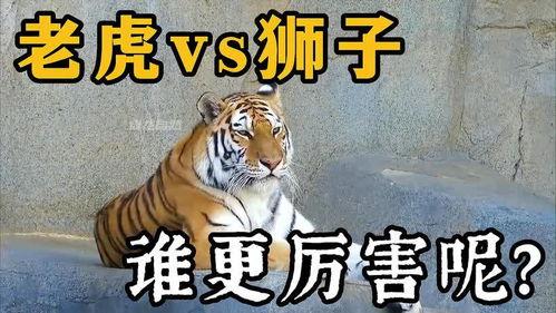 王老虎被爆料视频播放下载,播放下载量激增背后的真相揭秘  第3张 王老虎被爆料视频播放下载,播放下载量激增背后的真相揭秘  第3张
